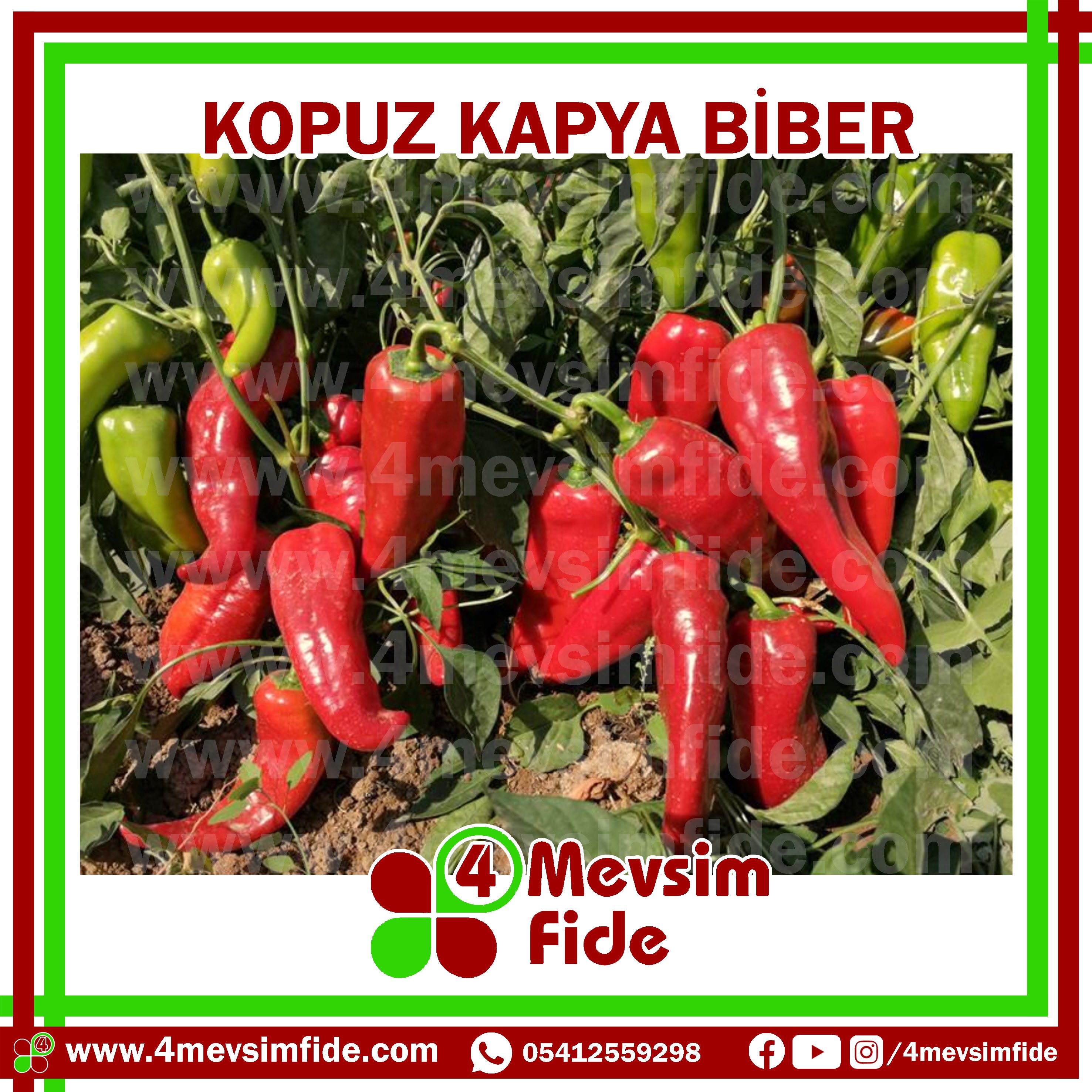 Kopuz F1 Kapya Biber 